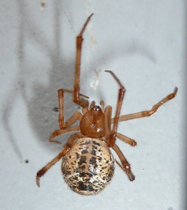 Parasteatoda cfr tepidariorum